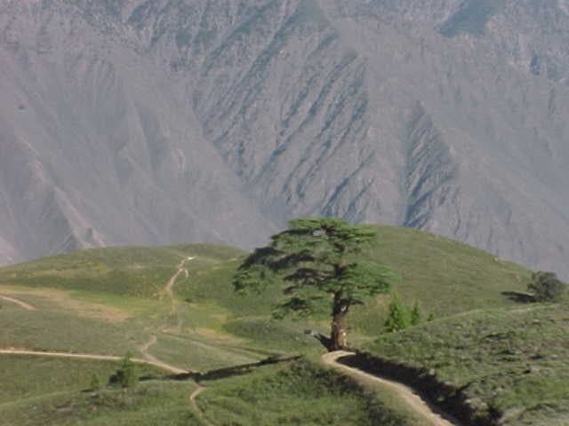 Meadows in Chitral Gol National Park.