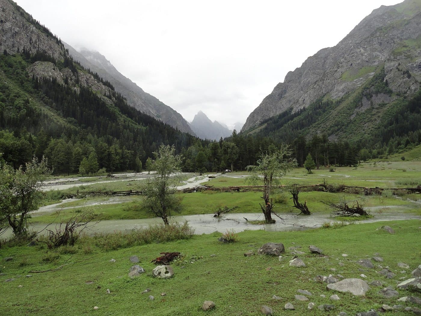 Meadow and forest in Kumrat Valley.