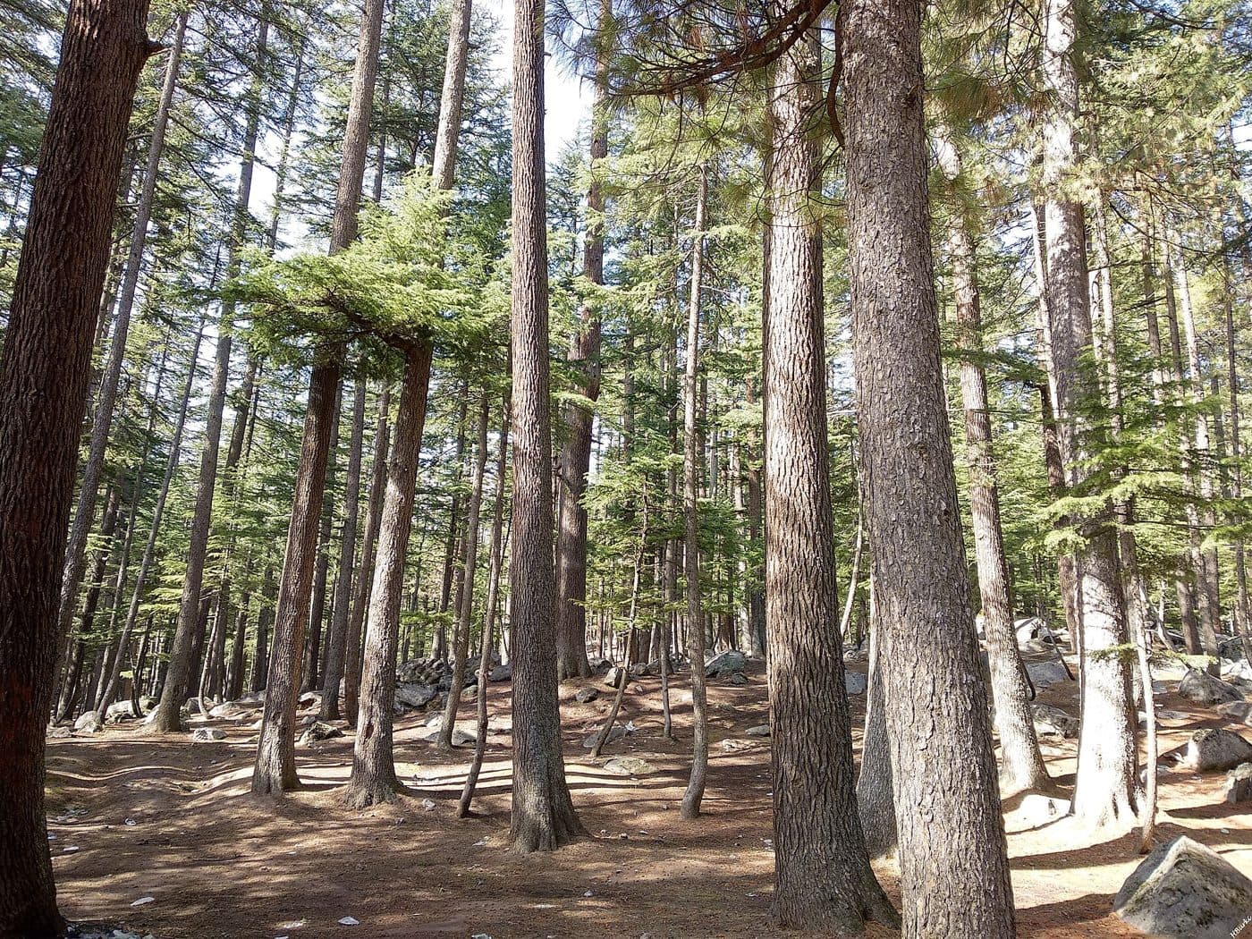 Forest in the Ushu valley beyond Kalam.