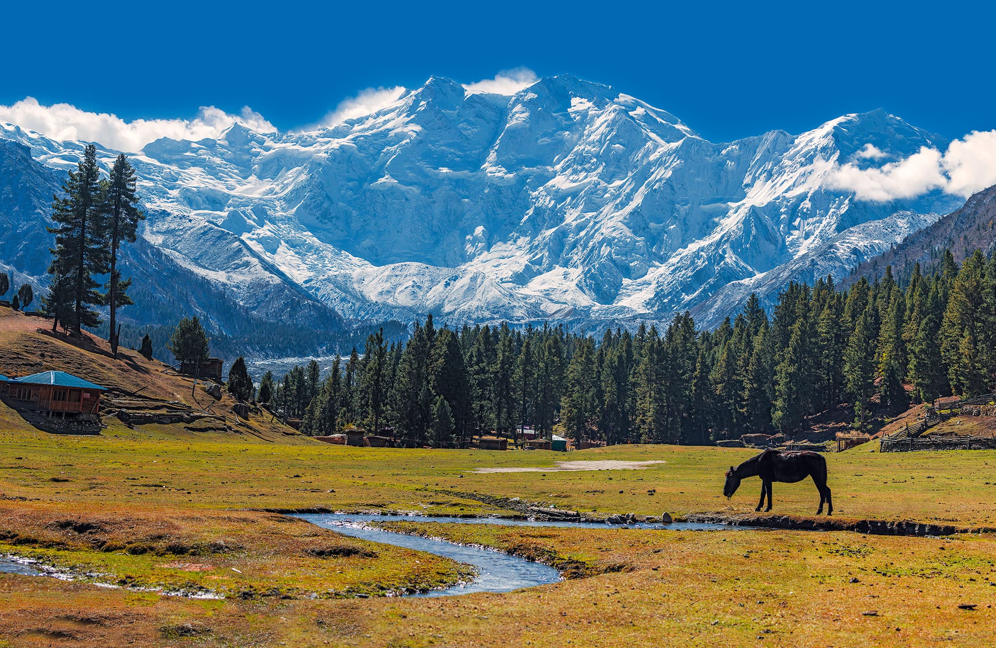 Fairy Meadows, with a stream across the pasture, pine forest, and Nanga Parbat beyond.